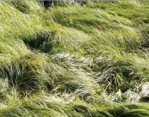 Native Seed - 25 lb - Low Grow Mix