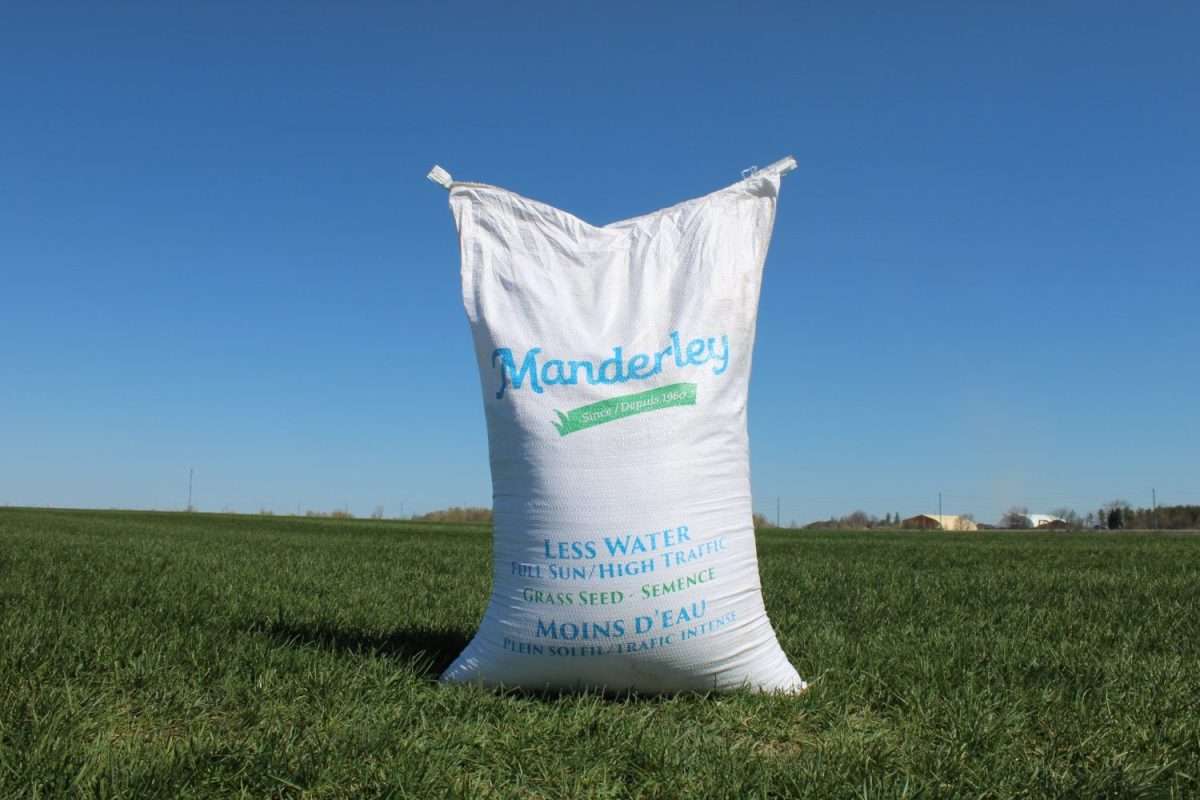 Manderley Fill Sun Hight Traffic Grass Seed