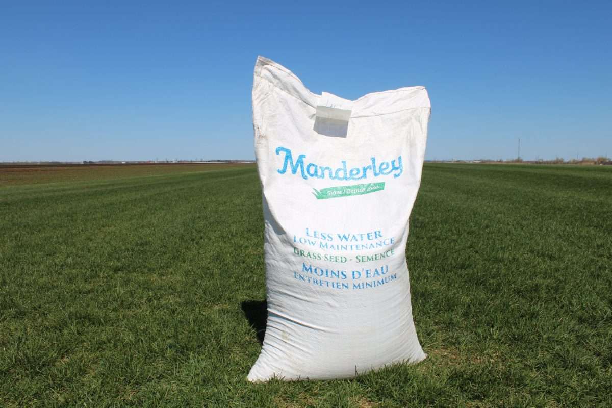 Manderley Less Water Low Maintenance Grass Seed
