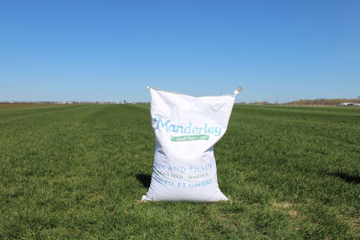 Seed (10KG) - Manderley Sun and Shade